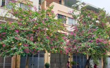 Ngỡ ngàng với con đường hoa ban đỏ trên quê lụa Hà Đông